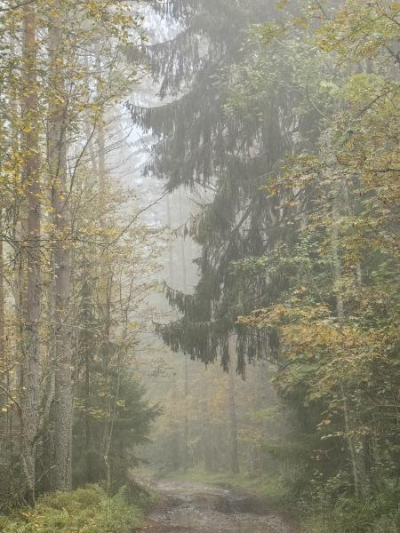 _cuva